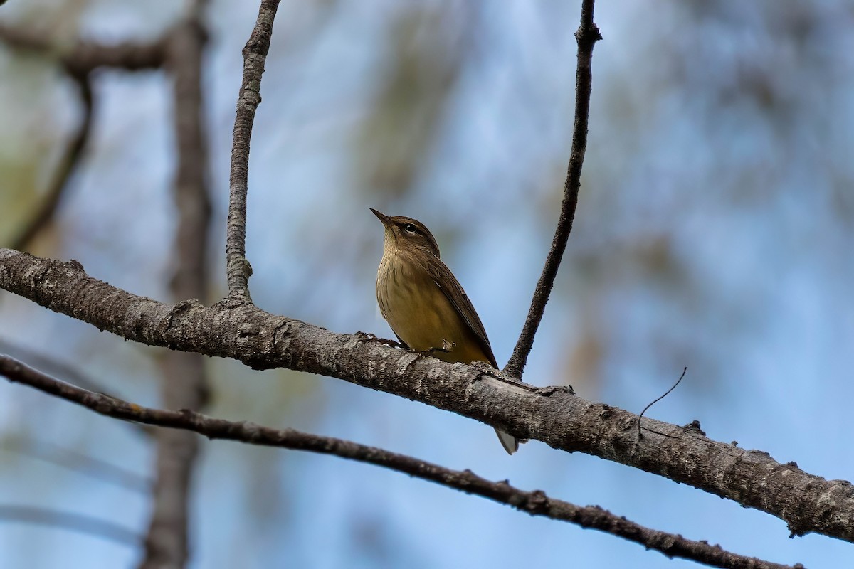 Palm Warbler - ML643321763