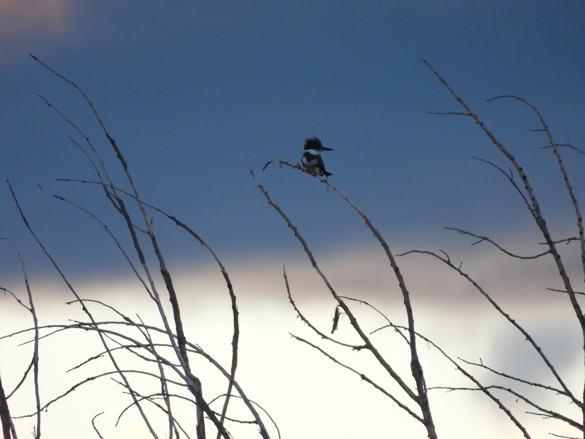 Belted Kingfisher - ML643321765