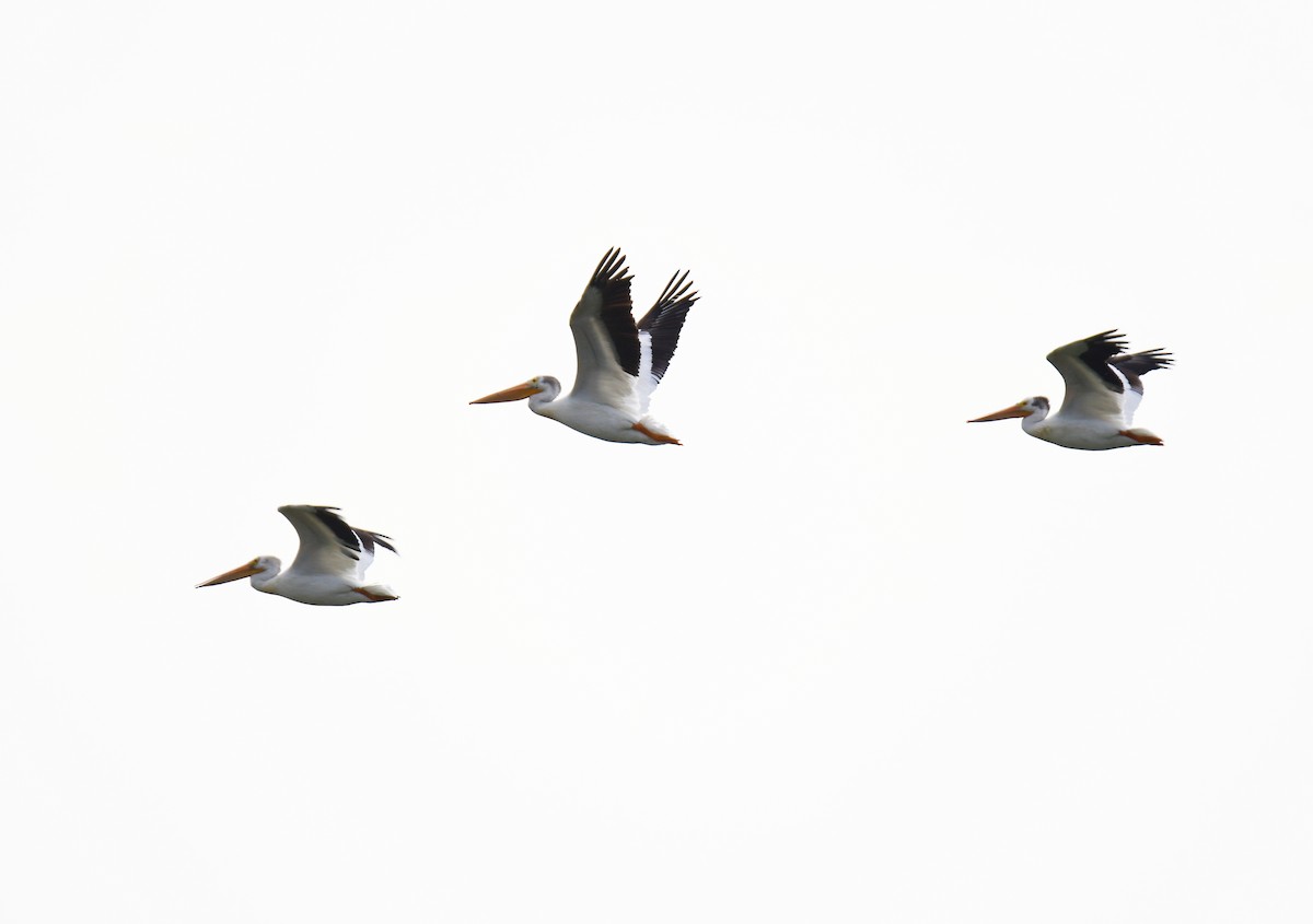 American White Pelican - ML643321769