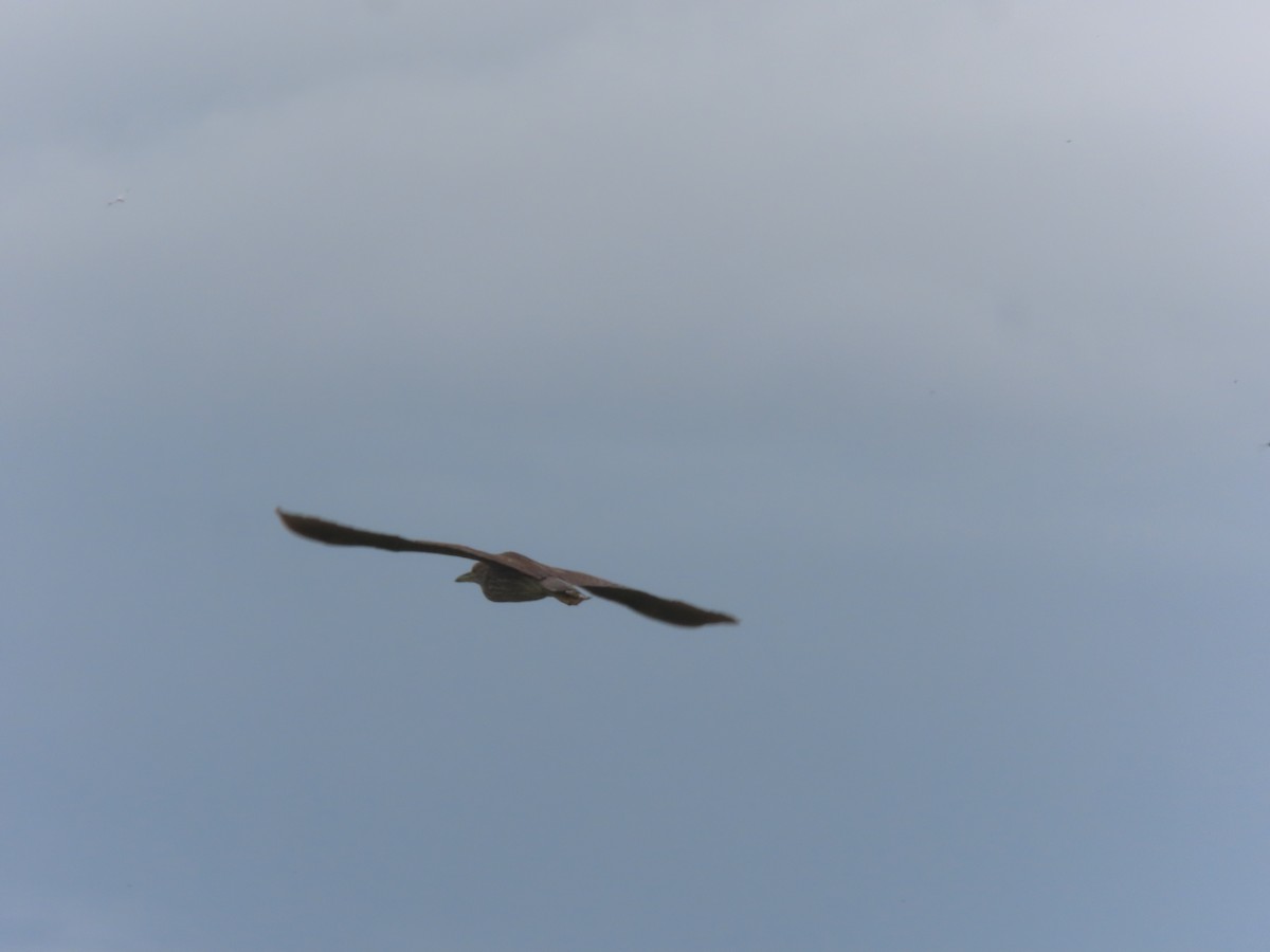Yellow-crowned/Black-crowned Night Heron - ML643321771