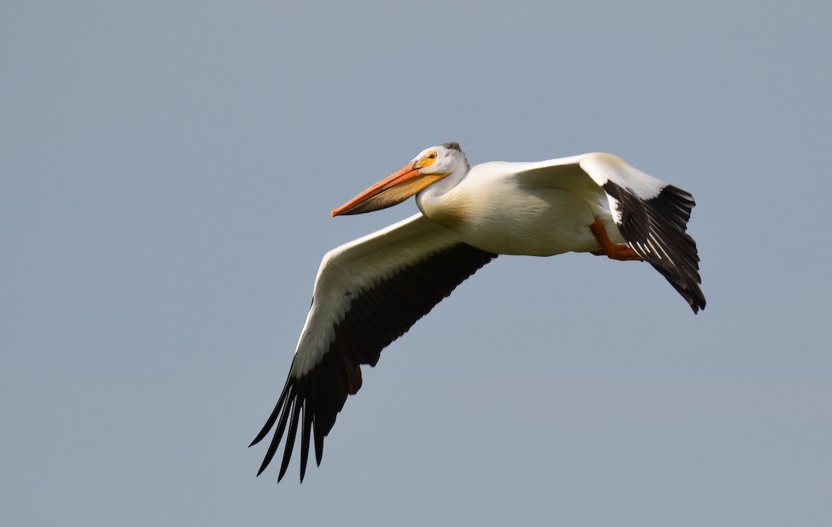 American White Pelican - ML643321772