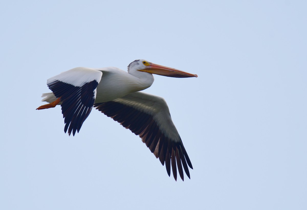 American White Pelican - ML643321773