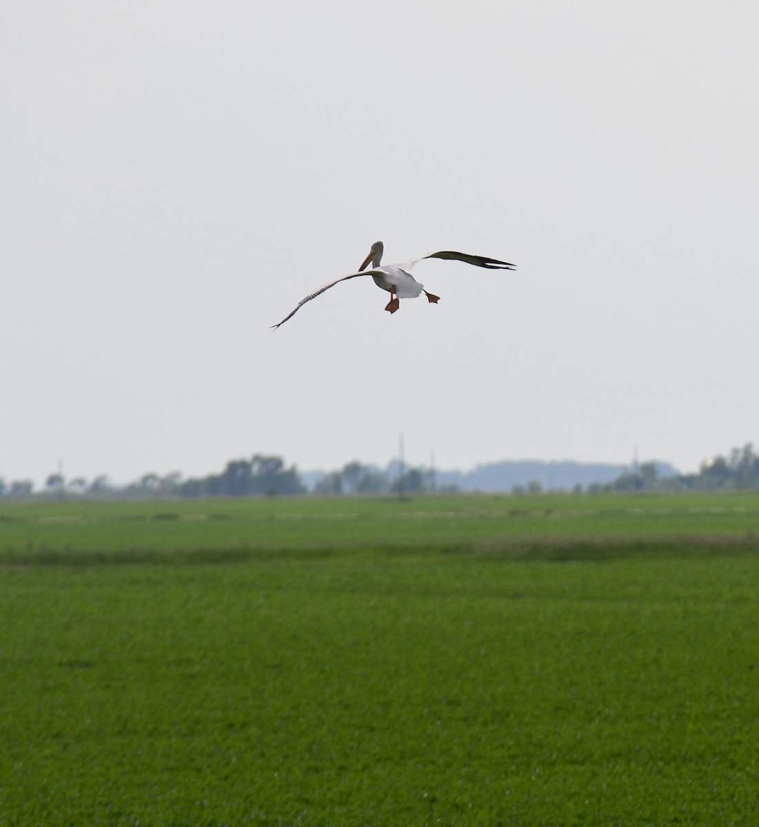 American White Pelican - ML643321774