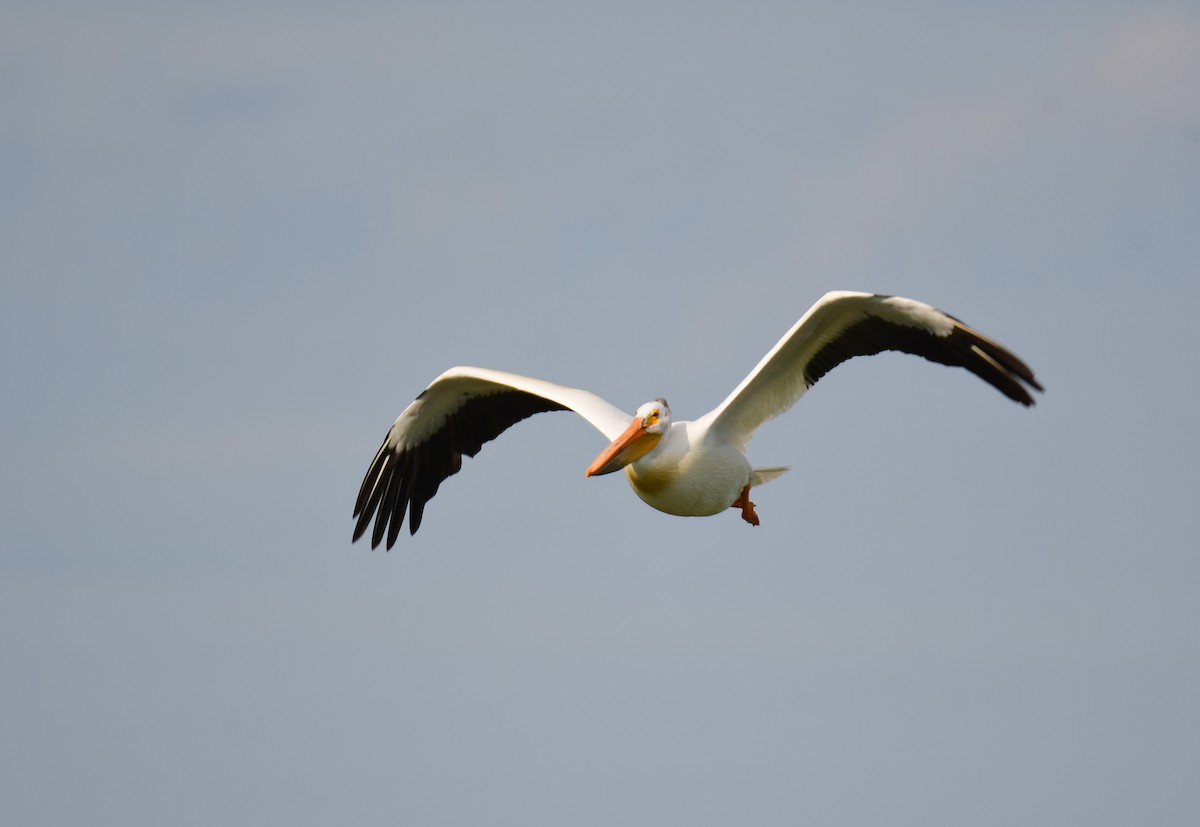 American White Pelican - ML643321775