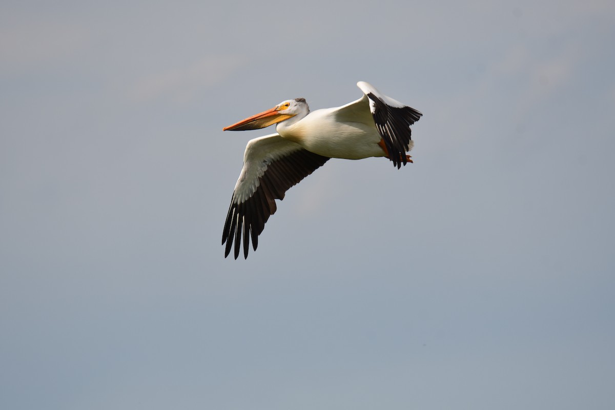 American White Pelican - ML643321776