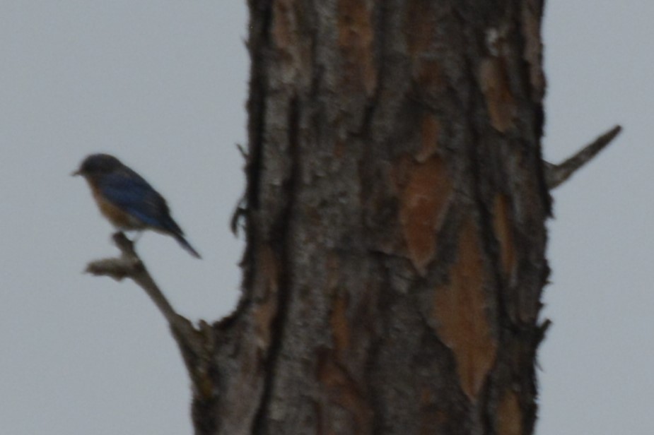 Eastern Bluebird - ML643321777