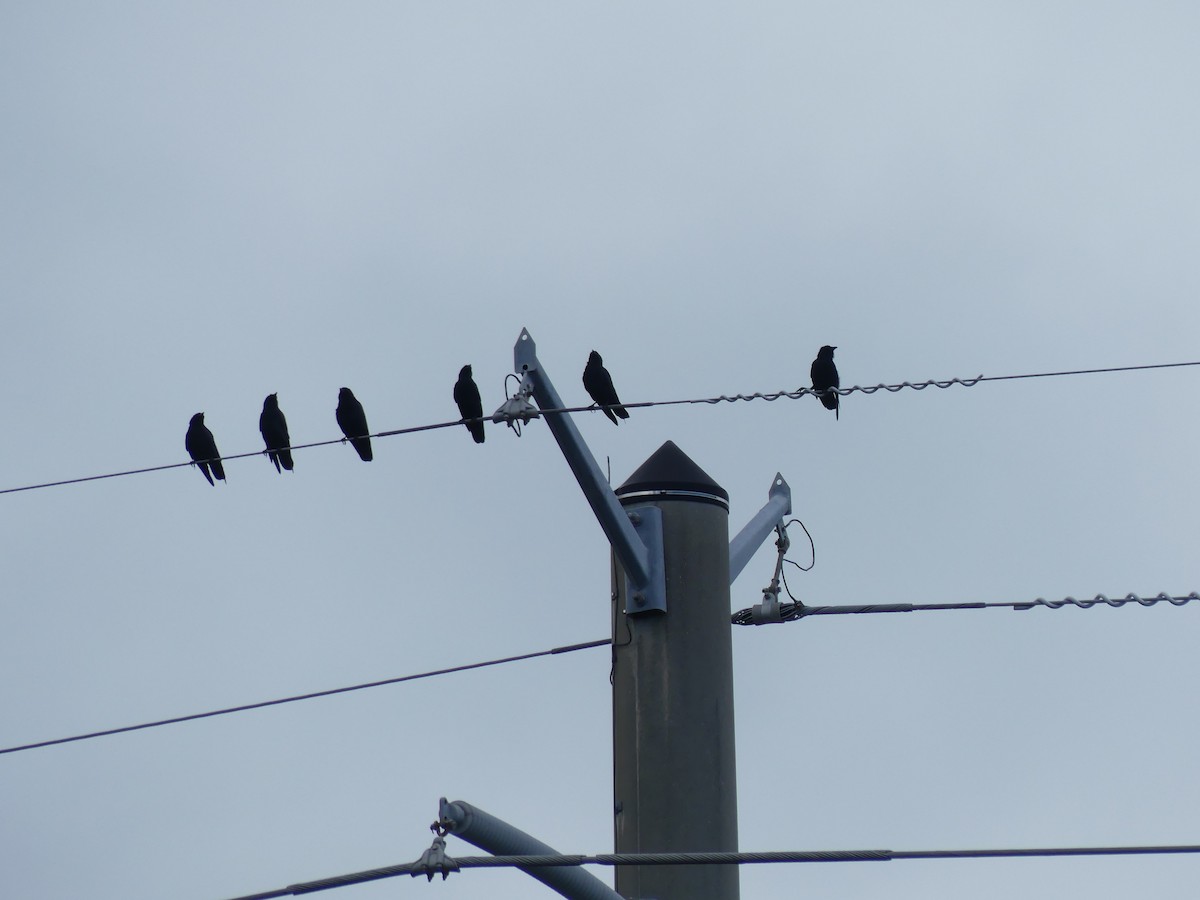 American Crow - ML643321778