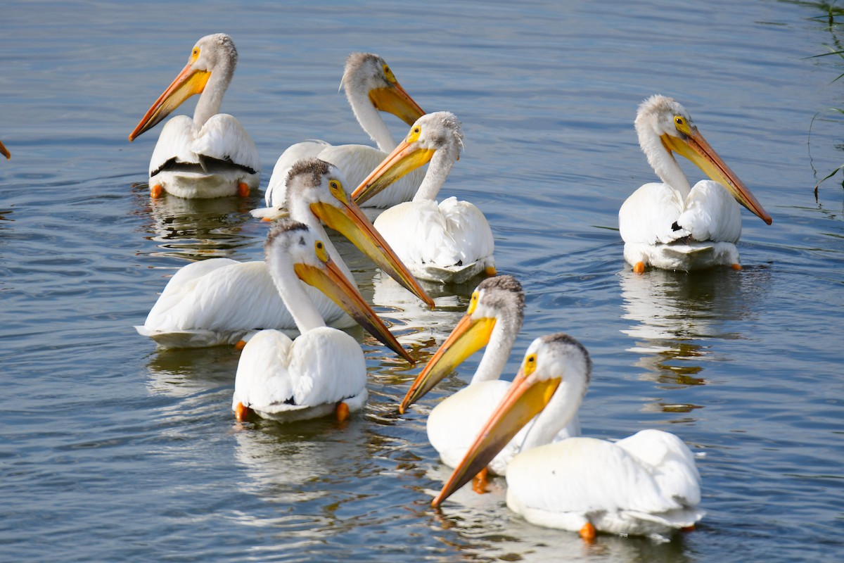 American White Pelican - ML643321779