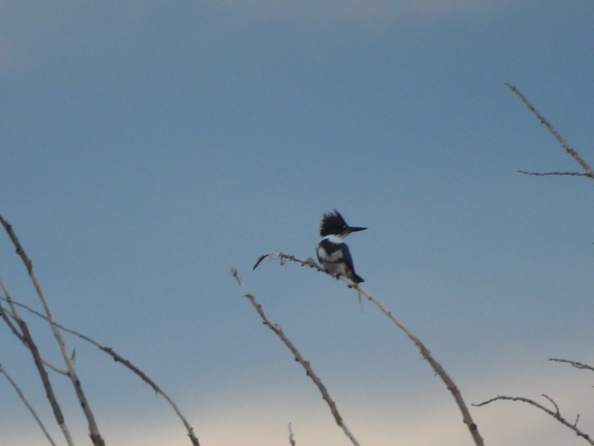 Belted Kingfisher - ML643321780