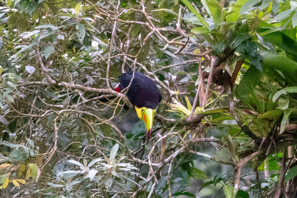 Keel-billed Toucan - ML643321781