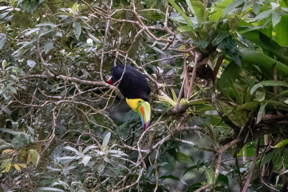 Keel-billed Toucan - ML643321782