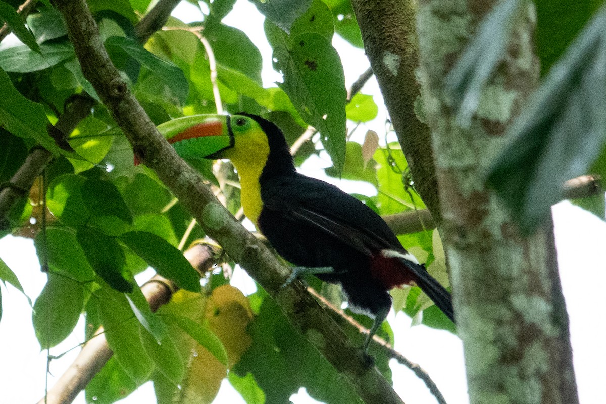 Keel-billed Toucan - ML643321783