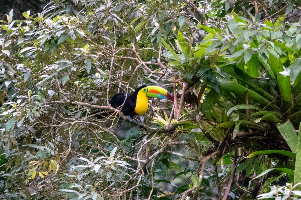 Keel-billed Toucan - ML643321784