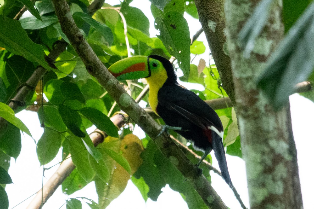 Keel-billed Toucan - ML643321785