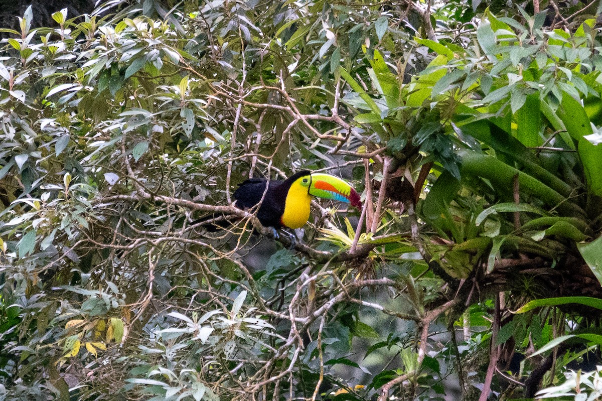 Keel-billed Toucan - ML643321786