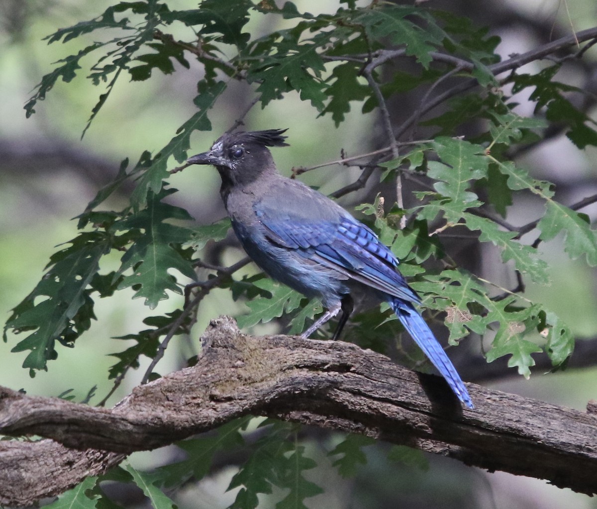 Steller's Jay - ML643321787