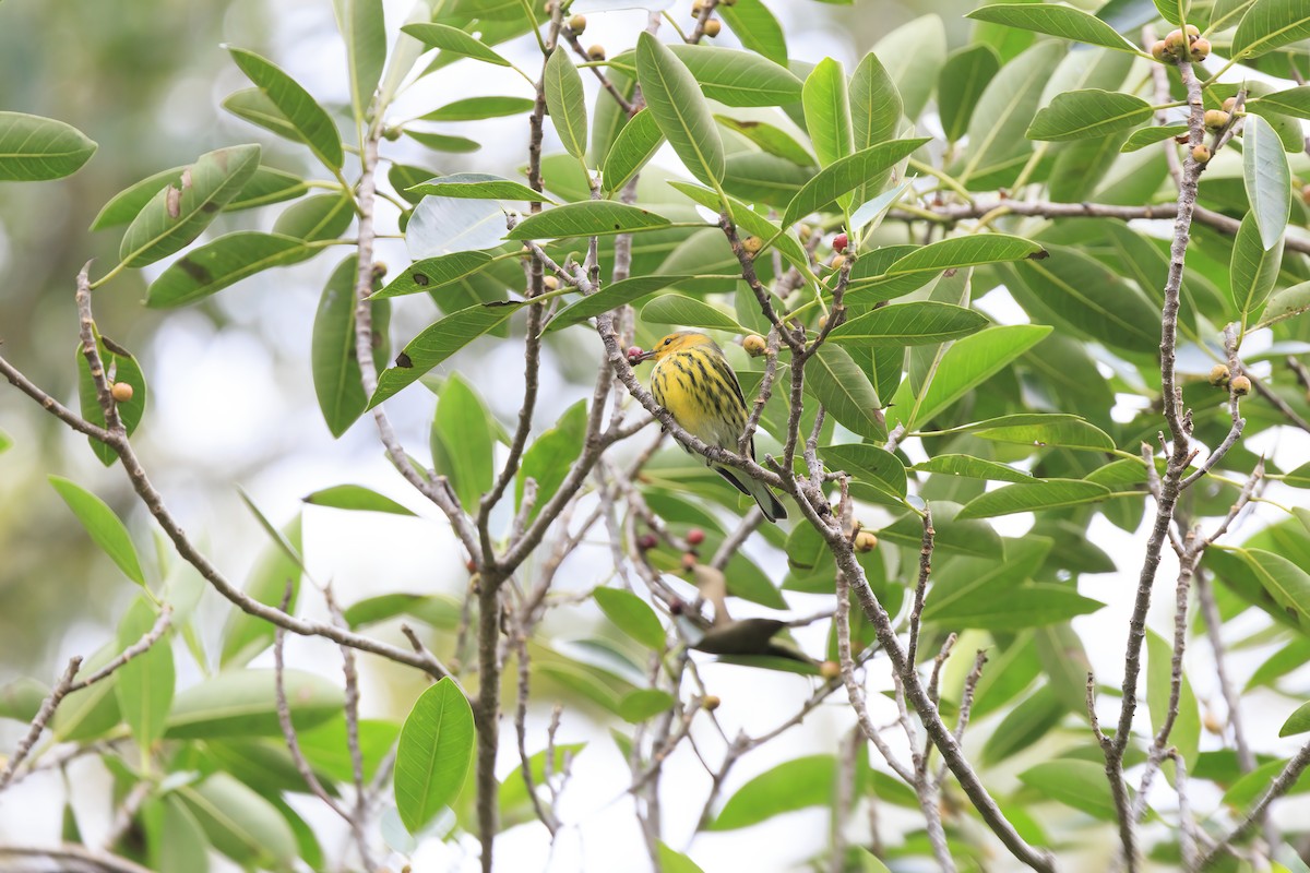 Cape May Warbler - ML643321795
