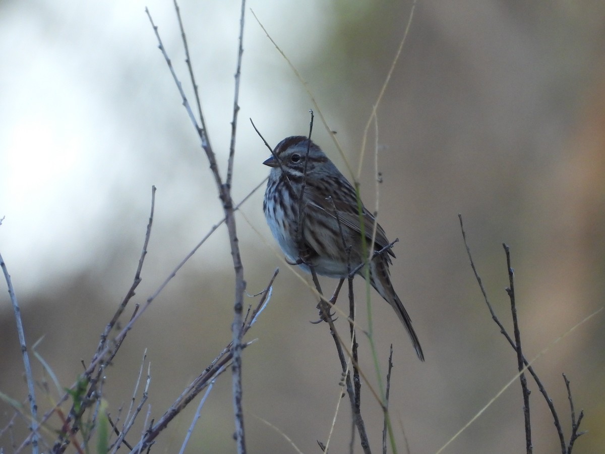 Song Sparrow - ML643321809