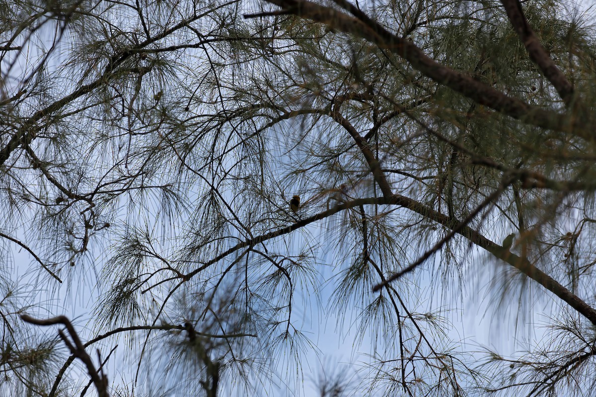 Black-throated Green Warbler - ML643321820