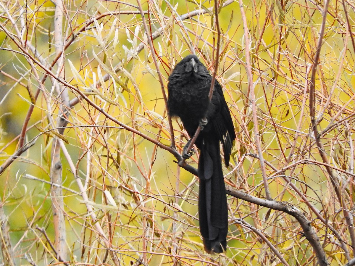 Groove-billed Ani - ML643321843