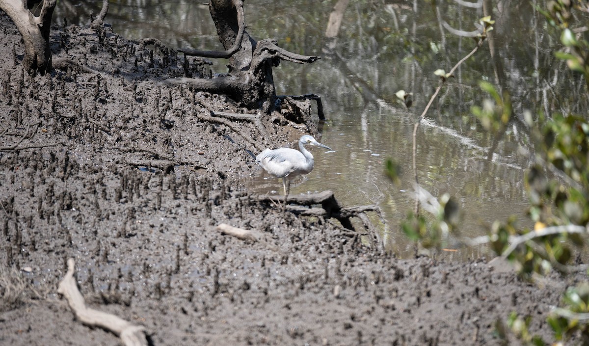 hvitmaskehegre - ML643321844