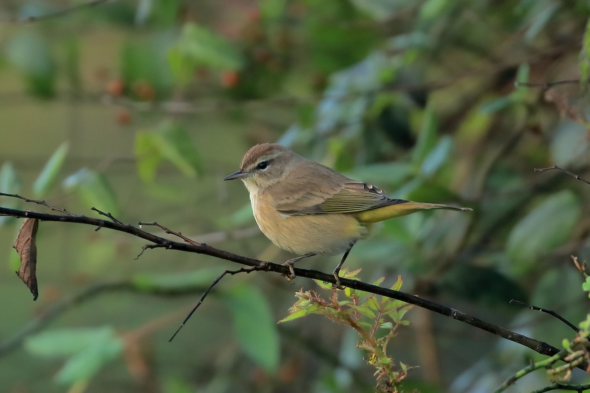 Palmiye Ötleğeni - ML643321846