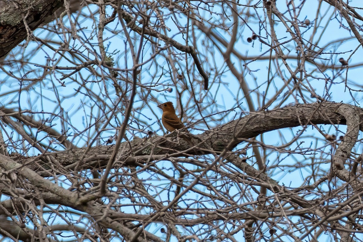 Blue Grosbeak - ML643321850