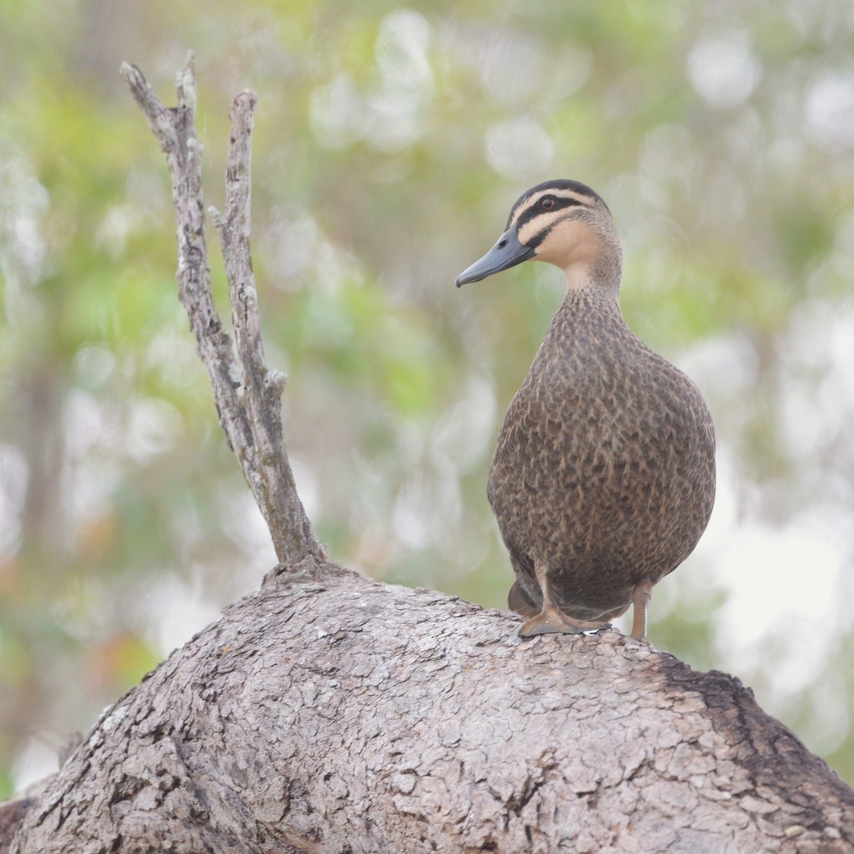 Pacific Black Duck - ML643321852