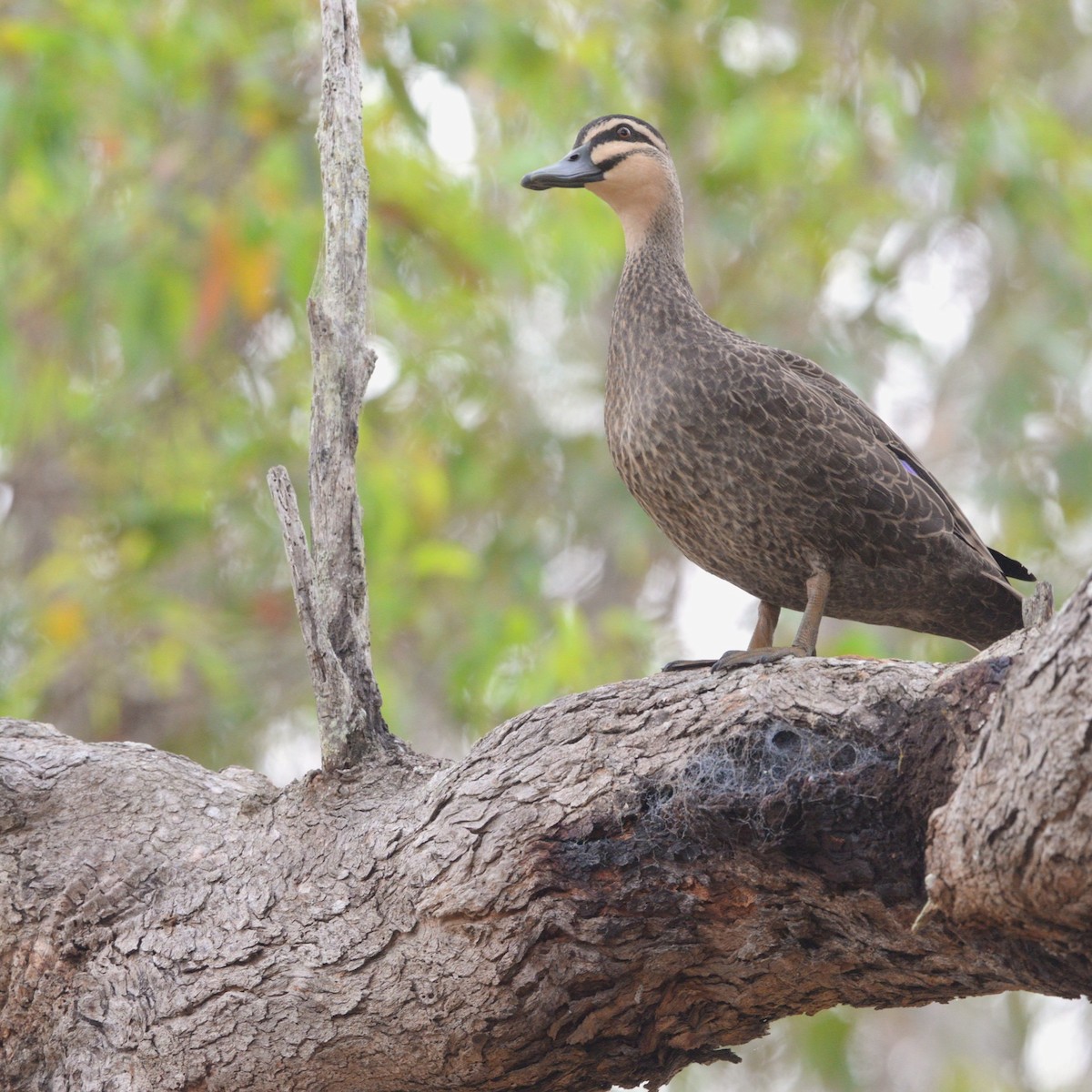 Pacific Black Duck - ML643321853