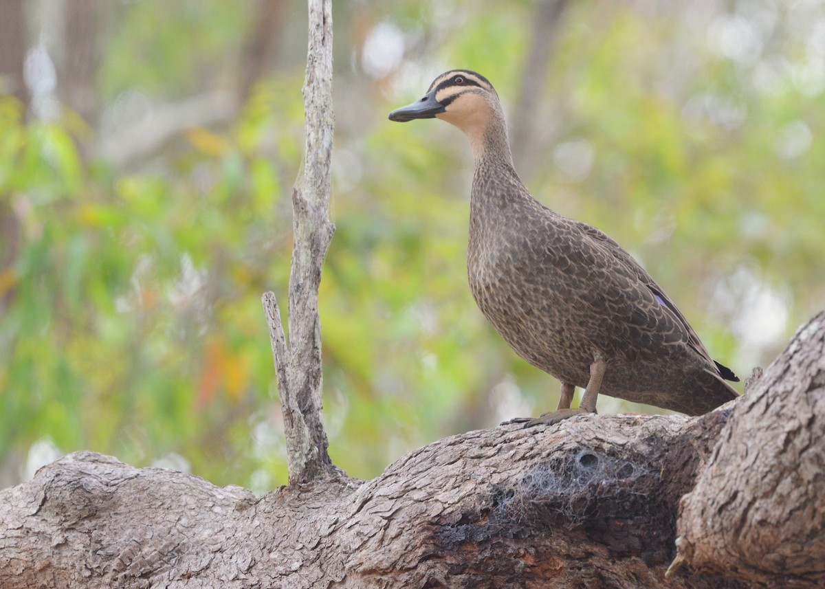 Pacific Black Duck - ML643321854