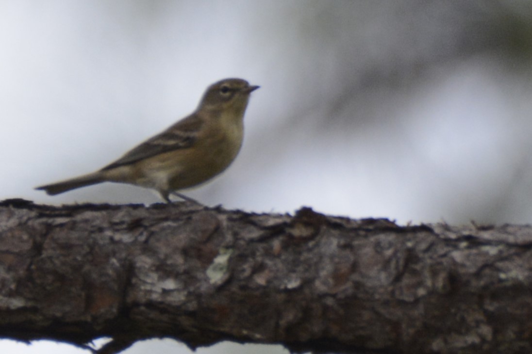 Pine Warbler - ML643321864