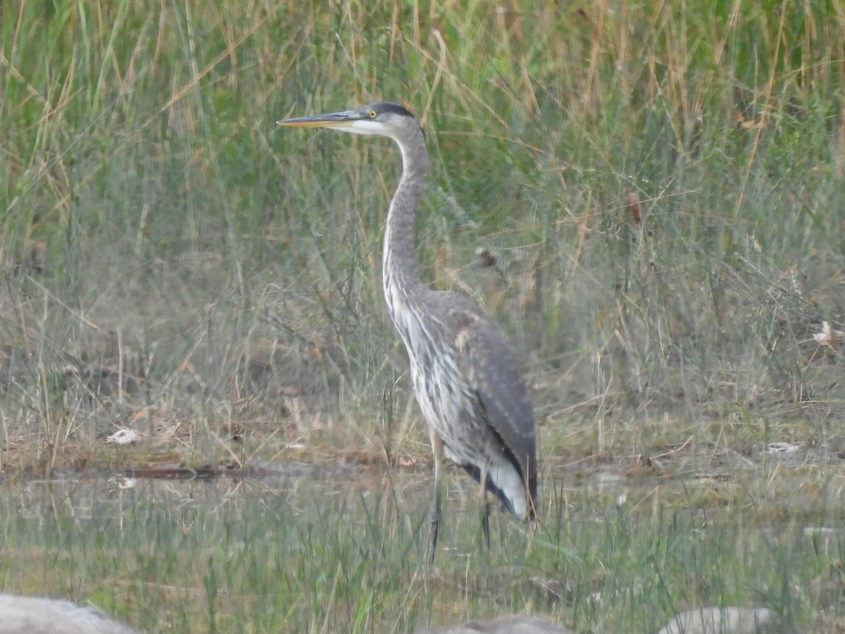 Great Blue Heron - ML643321886