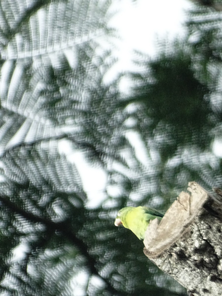 Orange-chinned Parakeet - ML643321901