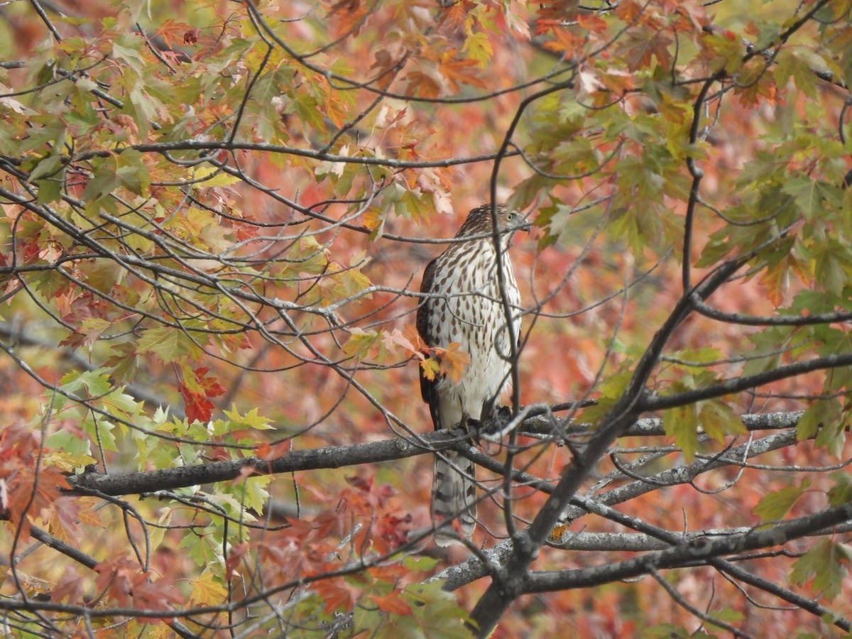 Cooper's Hawk - ML643321903