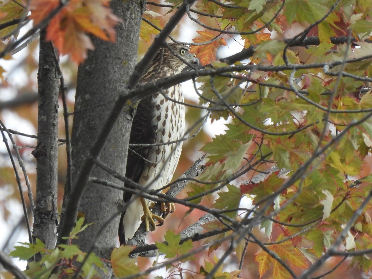 Cooper's Hawk - ML643321904