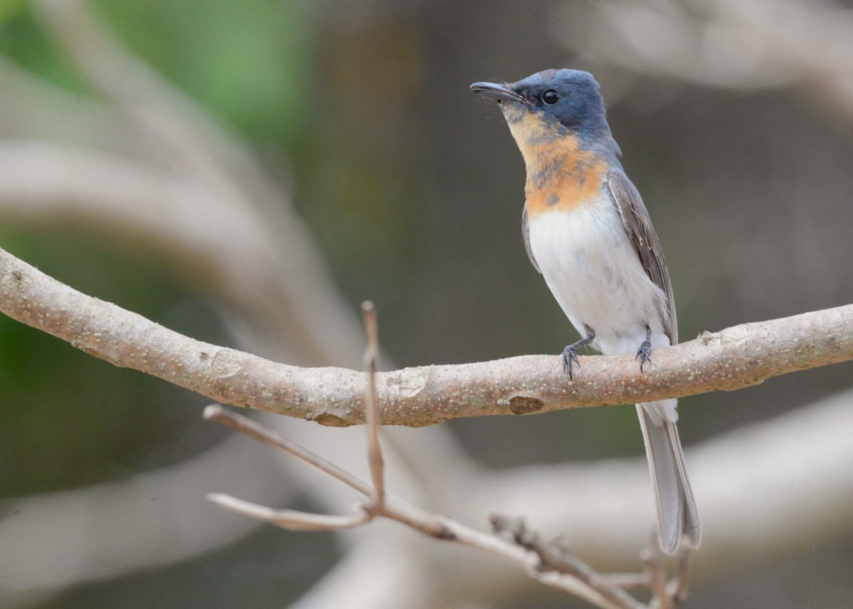 Leaden Flycatcher - ML643321942