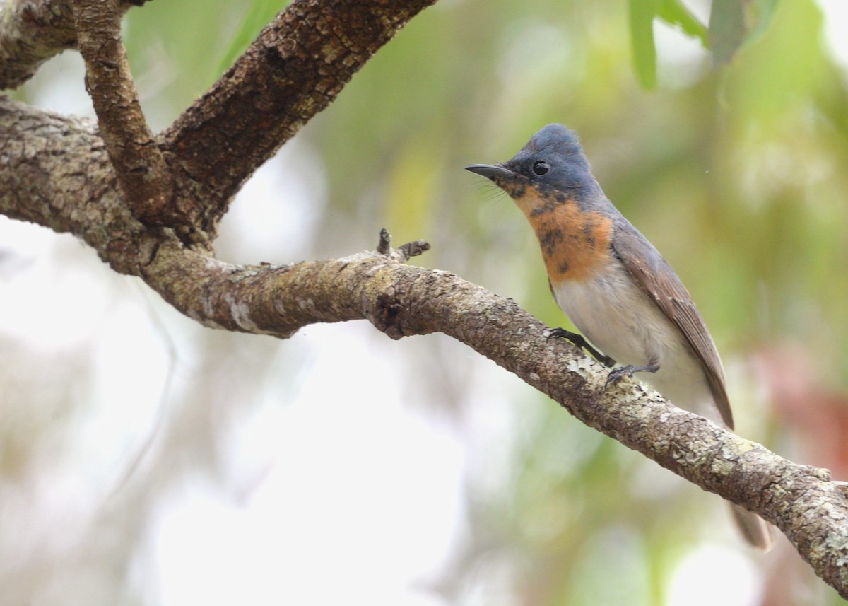 Leaden Flycatcher - ML643321943