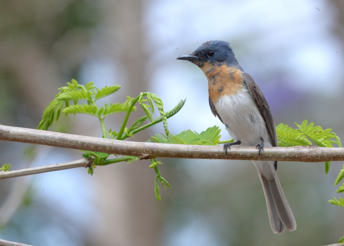 Leaden Flycatcher - ML643321945