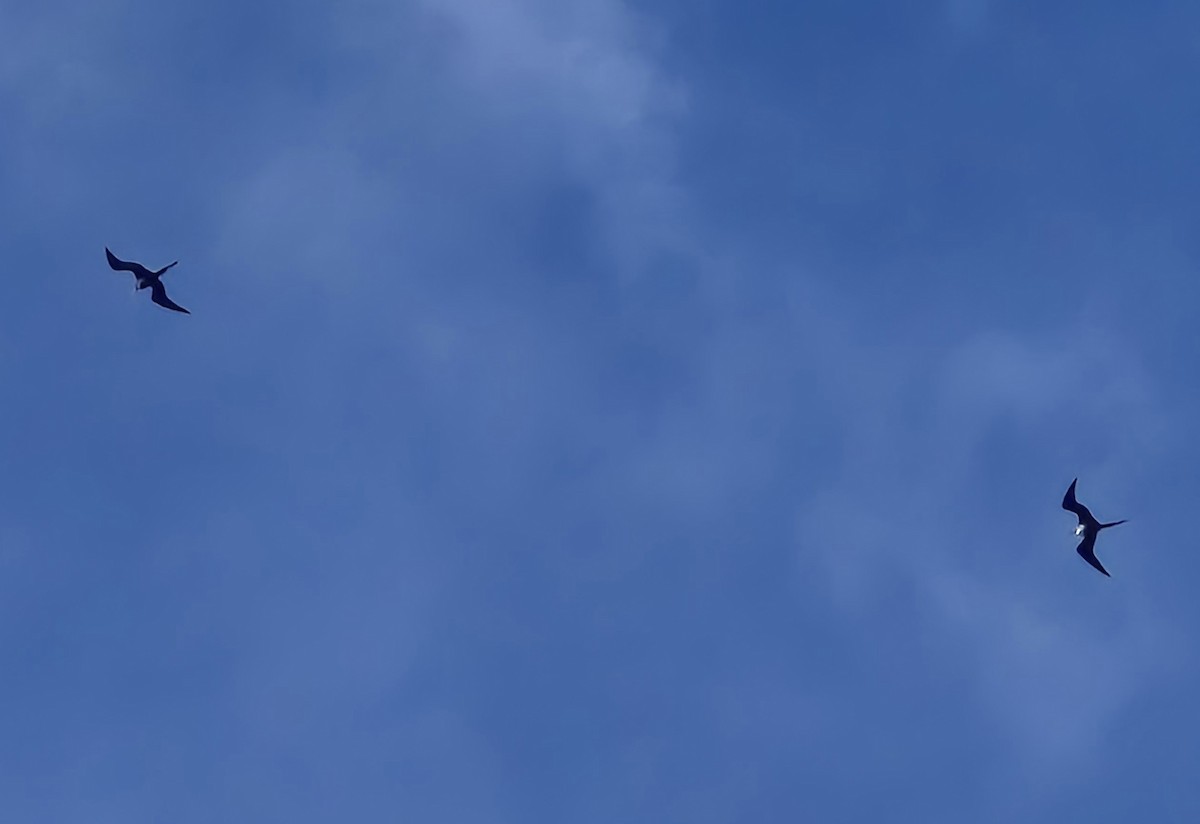 פריגט גדול - ML643321958