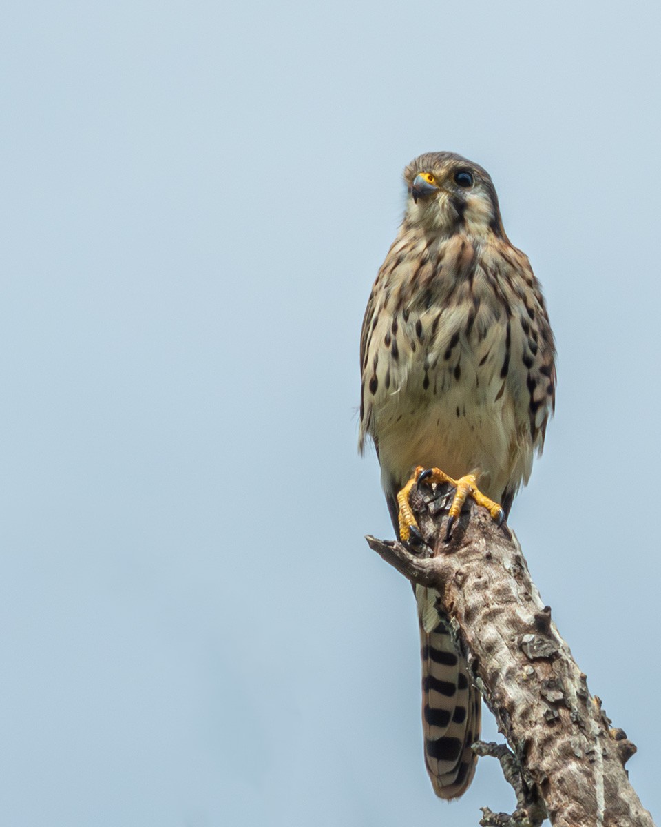 Ala Kerkenez - ML643321959