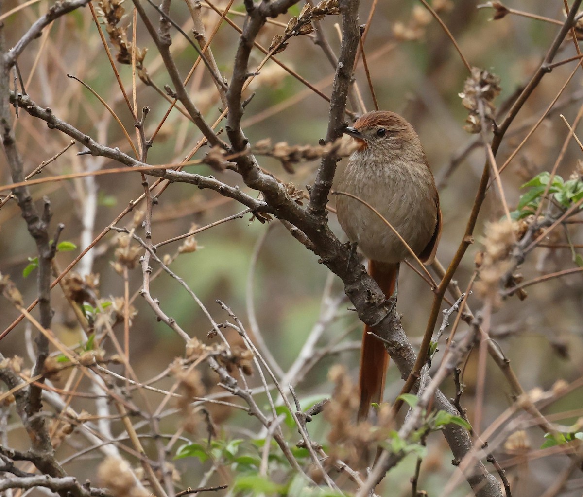 Rusty-fronted Canastero - ML643321969