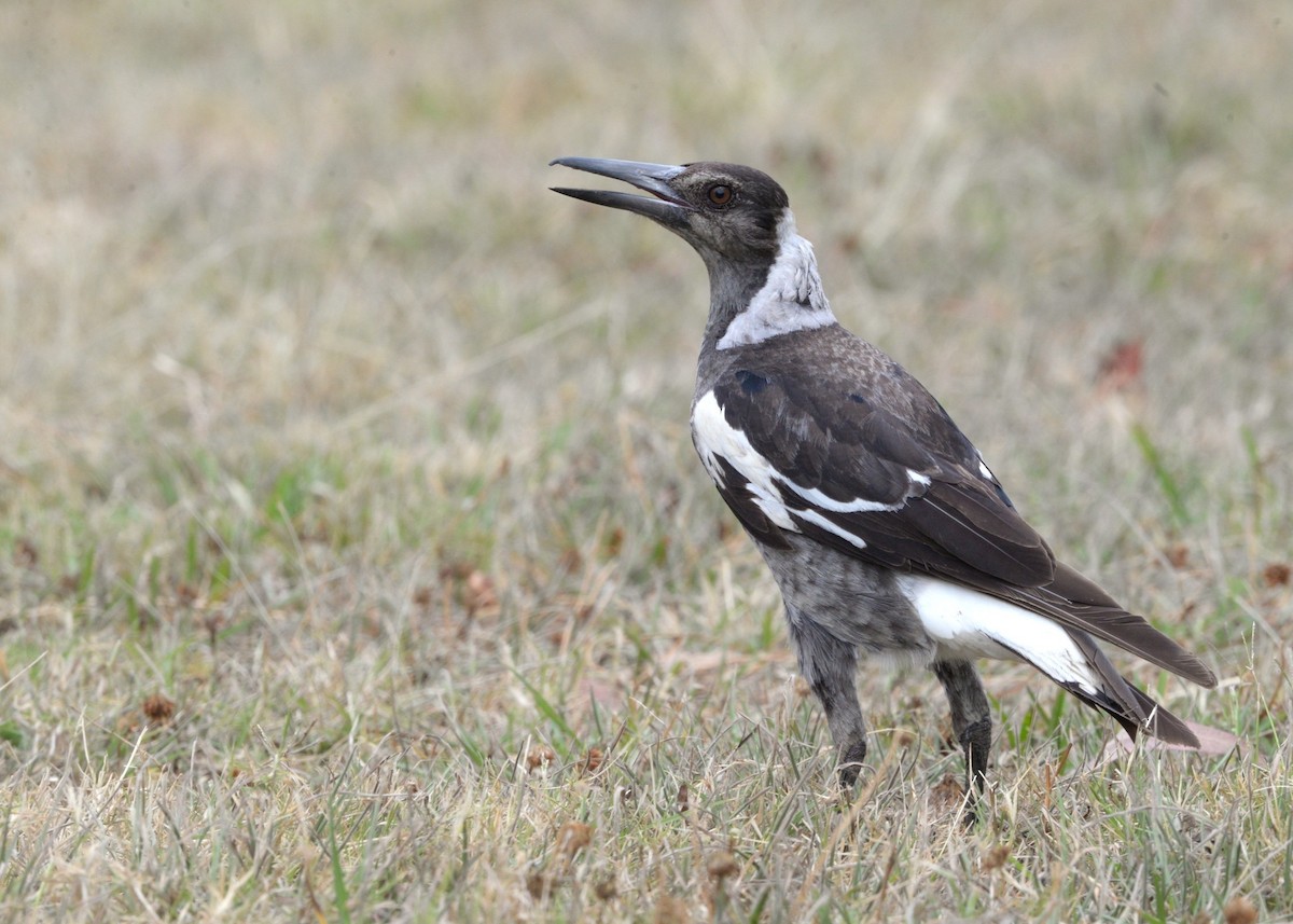 Australian Magpie (Black-backed) - ML643322008