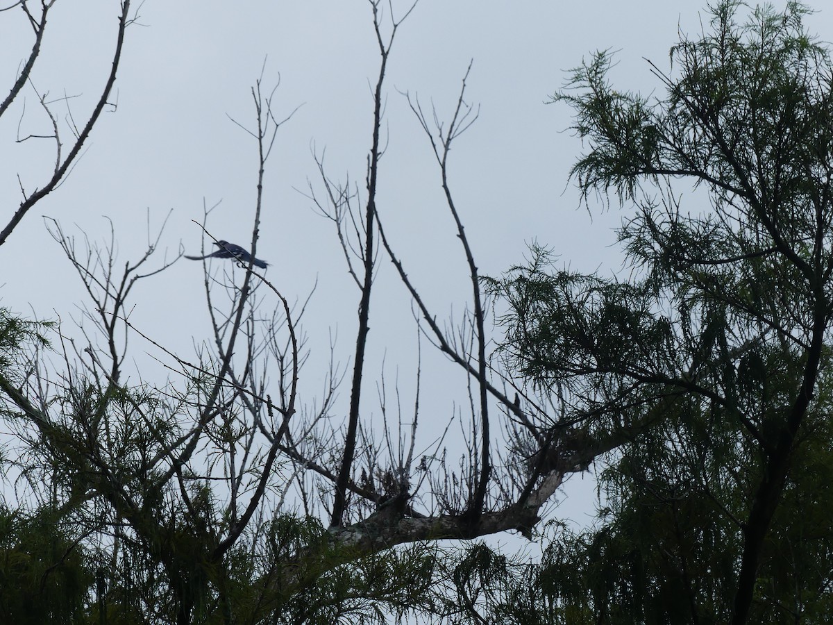 Geai bleu - ML643322018