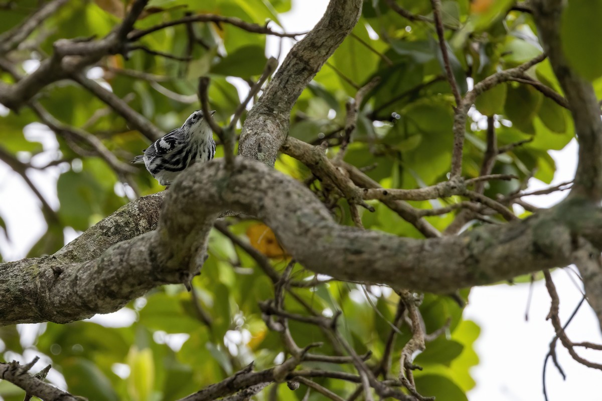 Black-and-white Warbler - ML643322022