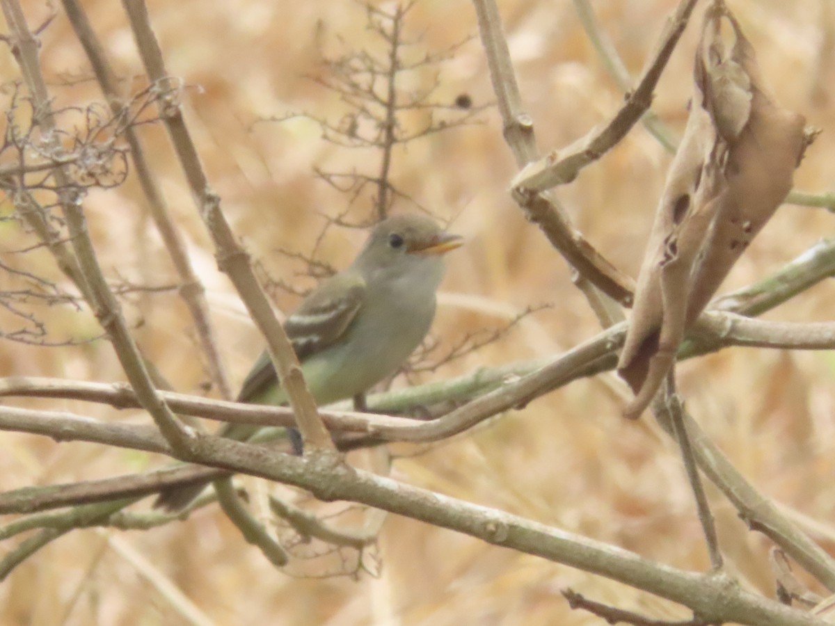 Moucherolle des aulnes ou M. des saules - ML643322032