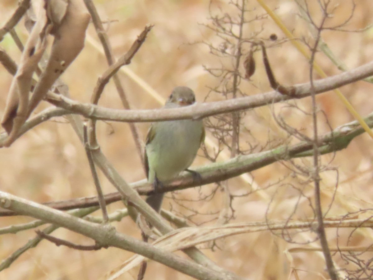 Moucherolle des aulnes ou M. des saules - ML643322033