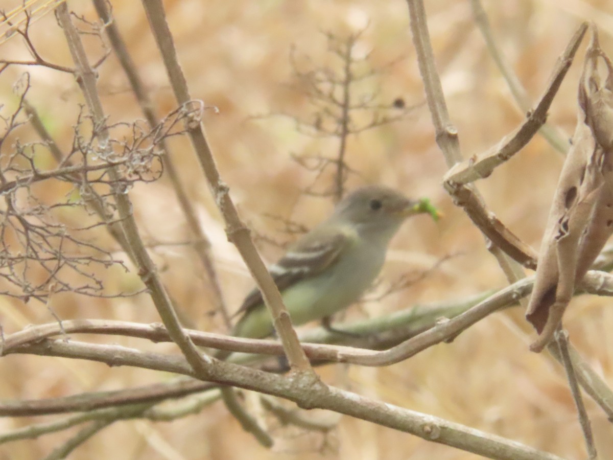 Moucherolle des aulnes ou M. des saules - ML643322034