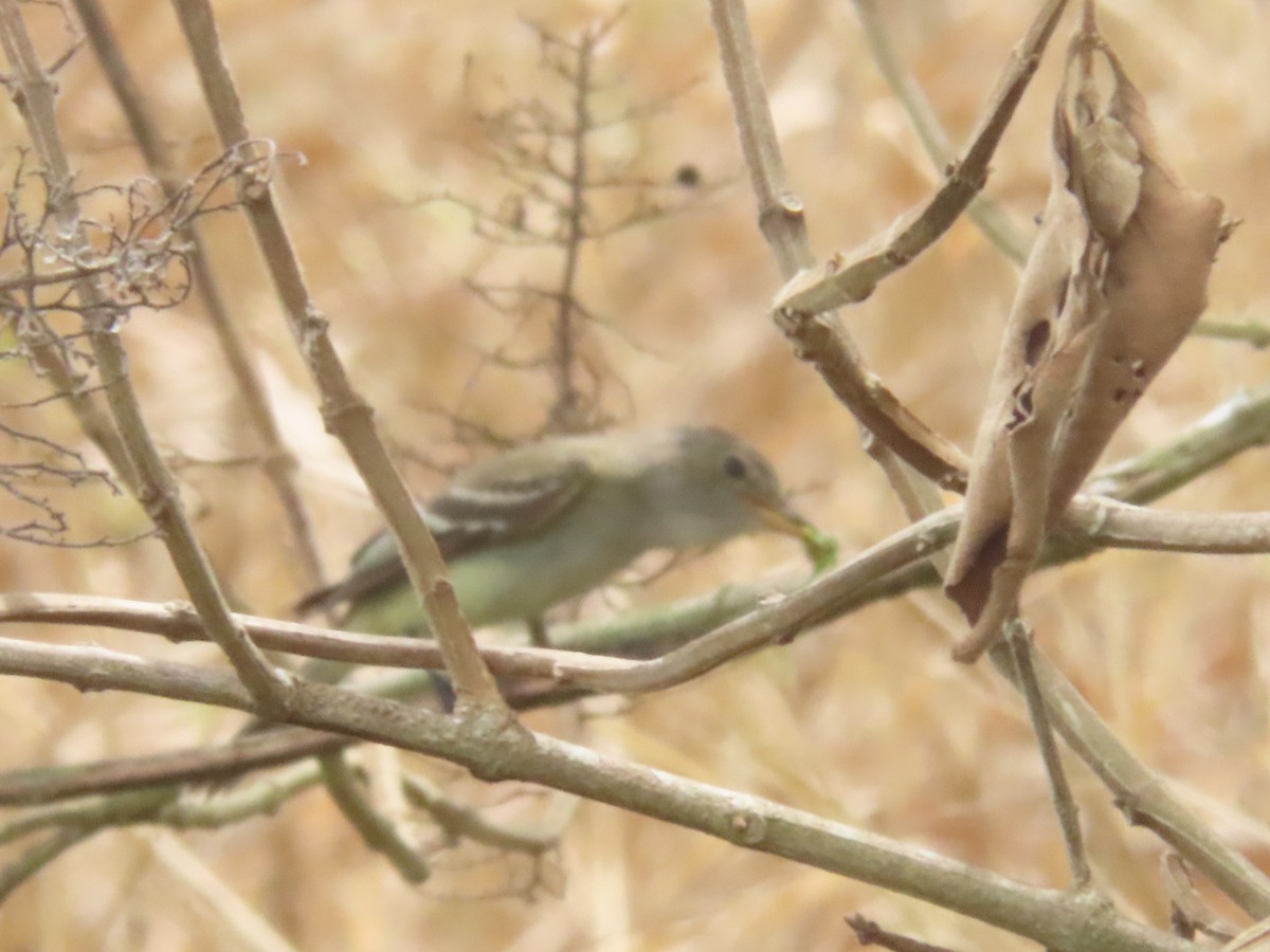 Moucherolle des aulnes ou M. des saules - ML643322035