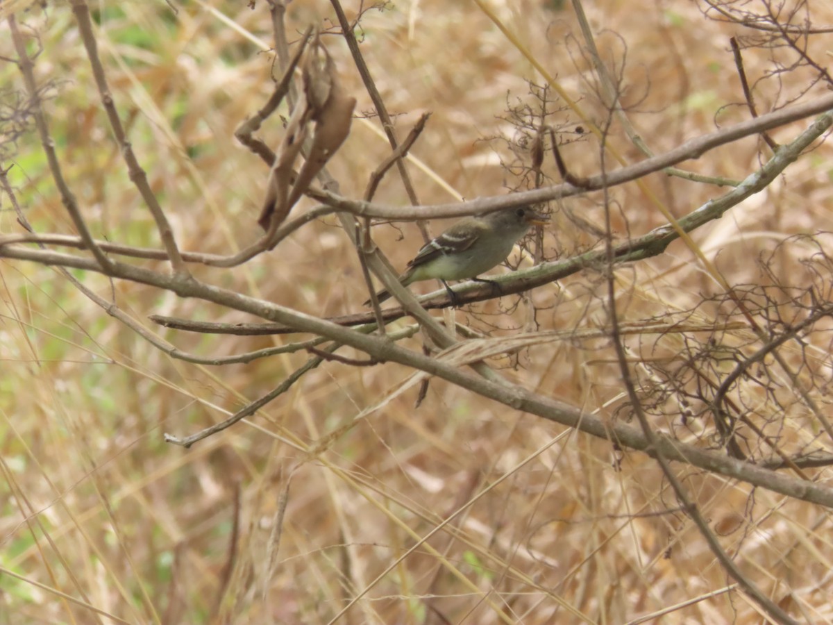 Moucherolle des aulnes ou M. des saules - ML643322036