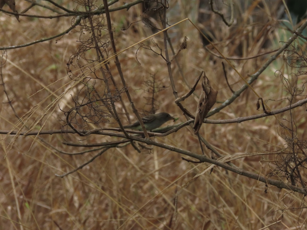 Moucherolle des aulnes ou M. des saules - ML643322037